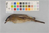 藏品(烏頭翁)的圖片